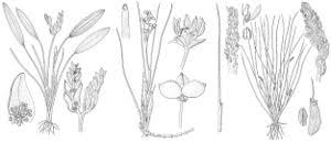 Image result for Aponogetonaceae