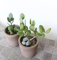 Silver Dollar Plant Xerosicyos Danguyi Plants Silver Dollar Plant Pretty Plants