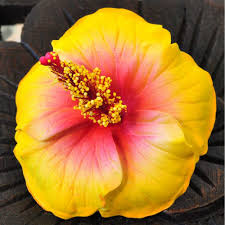 Artificial wedding flowers we purchase in large volume to pass the savings on to you. Flowers Artificial Hibiscus Yellow Buy Cheap And Easy