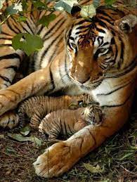 Motherhood Animals Baby Animals Animals Wild