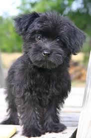 This Was Probably Vickie As A Puppy Cute Dogs Yorkie Poo Puppies Designer Dogs
