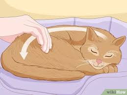 Kedi Nasil Sevilir 15 Adim Resimlerle Wikihow