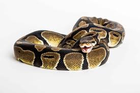 how to feed a ball python schedule cost and tips