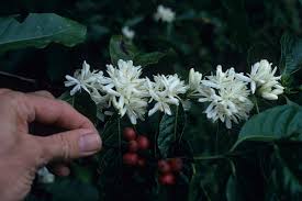 Image result for Coffea sp. A