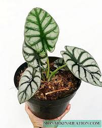 Ia berbunga 2 kali setahun dan harga sepokok boleh mencecah rm10,000.00 !. Alocasia Penjagaan Rumah Foto Transplantasi Penyiraman Bagaimana Untuk Menjaga Tumbuhan
