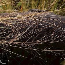 Image result for Eragrostis friesii
