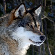 Wolf attacks are the rarest of all large . Large Carnivore Initiative For Europe Large Carnivores Wolf