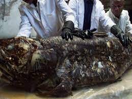 Latimeria, old four legs english: Le Coelacanthe Fossile Vivant Du Fond Des Mers Devoile Son Adn Outre