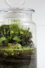 Palidarium Terrarium Terrarium Jar Plants In Jars Bottle Terrarium