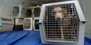 Le compagnie che accettano i cani in cabina rivoluzione sui voli di linea: Ajf Cani In Aereo In Cabina Nalan Com Sg