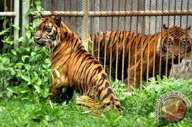 Lalu bank tersebut ada di cabang mana? Saat Harimau Sumatera Mengaum Di Tierpark Berlin Antara News