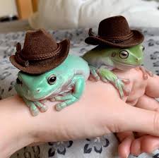 Trio Of Adorable Of Dumpy Thicc Frogs Show That Instagram Stardom Isn T Just For Mammals Cute Reptiles Pet Frogs Dumpy Tree Frog
