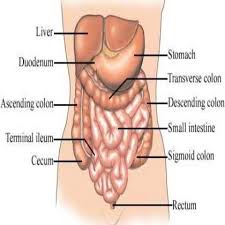 Pin On Medicine Physiology And Natural Healing