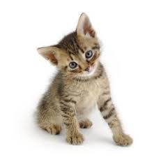 Image result for kittens
