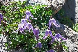 Image result for Clematis costata