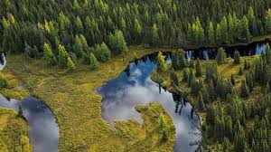 Ciri ciri hutan hujan konifer. Ekosistem Bioma Hutan Taiga Boreal Di Bumi Guru Geografi