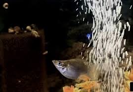 Everything You Need To Prepare For A Pregnant Guppy. – Micro Aquatic Shop