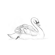 Pin By Gina Jones On Swans Swan Drawing Bird Drawings Drawing Tutorial