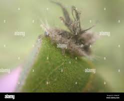 Image result for Pterygota