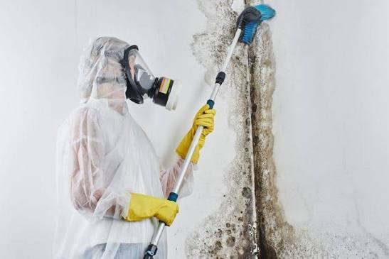 Mould Removal & Remediation