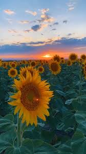 Sunflower sunset by timothy eberly on 500px. Sunset Aesthetic Fall Flowers Sunflower Field In Denver Video Field Wallpaper Beautiful Nature Scenes Beautiful Nature Wallpaper