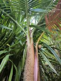 Image result for Acanthophoenix rubra