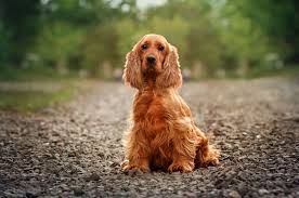 Detailed information on cocker spaniel, from health to temperment you will find the information you need on cocker spaniel. Do Cocker Spaniels Shed 5 Tips To Control Shedding Dogwish
