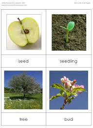 Life Cycle Of An Apple Sequencing Cards Apple Preschool Apple Life Cycle Life Cycles