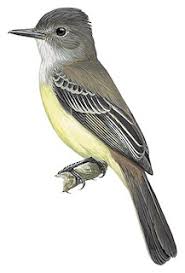 Image result for Microcharis