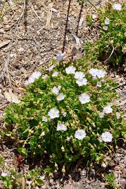 Image result for Falkia