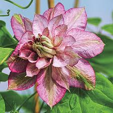 In early summer, blossoms with ruffled inside petals open like a peony. Innocent Glance Clematis Reblooming Vines Michigan Bulb