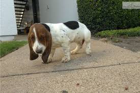 This breeder is a member of. Basset Hound Puppy For Sale Near Dallas Fort Worth Texas Dfb2507a 7941