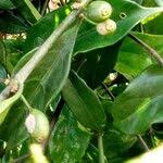 Image result for Colletoecema tortistilum