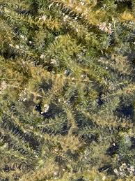 Image result for Hydrilla verticillata