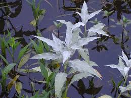 Image result for Persicaria senegalensis