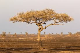 Image result for Acacia tortilis