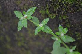 Image result for Spermacoce mauritiana