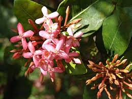 Image result for Ixora kalehensis