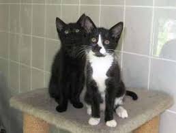 Katzenwaisenaufzucht Und Entwicklung