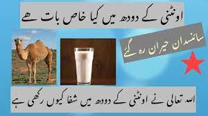 Potential health benefits of camel milk. Benefits Of Camel Milk Explain In Urdu Social Youtube Youtube