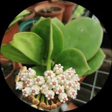 Image result for Garcinia pachyclada