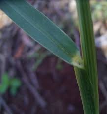 Image result for Tristachya