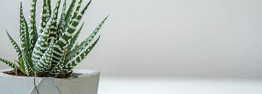 Ventilation is also very important for the latter. How To Grow And Care For Succulents Indoors Bioadvanced