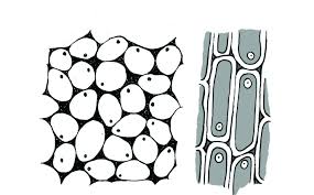 Plant Tissues Plant And Animal Tissues Siyavula