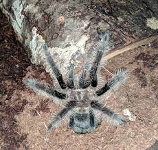 They are largely terrestrial, opportunistically burrowing spiders. Tliltocatl Albopilosus Wikipedia