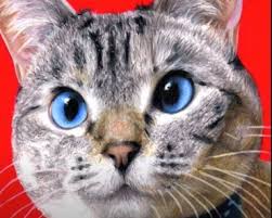 Cat sitting front view face proportions sketch. Cartoon Cat Face Drawing Archives How To Draw Step By Step