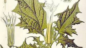 Image result for durman obecný plod