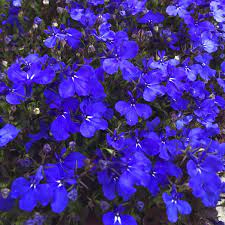 Lobelia Crystal Palace Plants Lobelia Crystal Palace Plug Pants Brookside Nursery