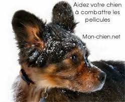 Astuces Pour Enlever Les Pellicules De Votre Chien Chien Pellicule Combattant