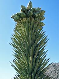 Yellow, cream, green, black image: Joshua Tree Fruit Cacti And Yucca Near Teutonia Peak Mojave National Preserve California